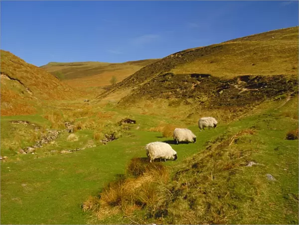 Sheep in the Cheviot Hills, near Wooler, Northumbria, England