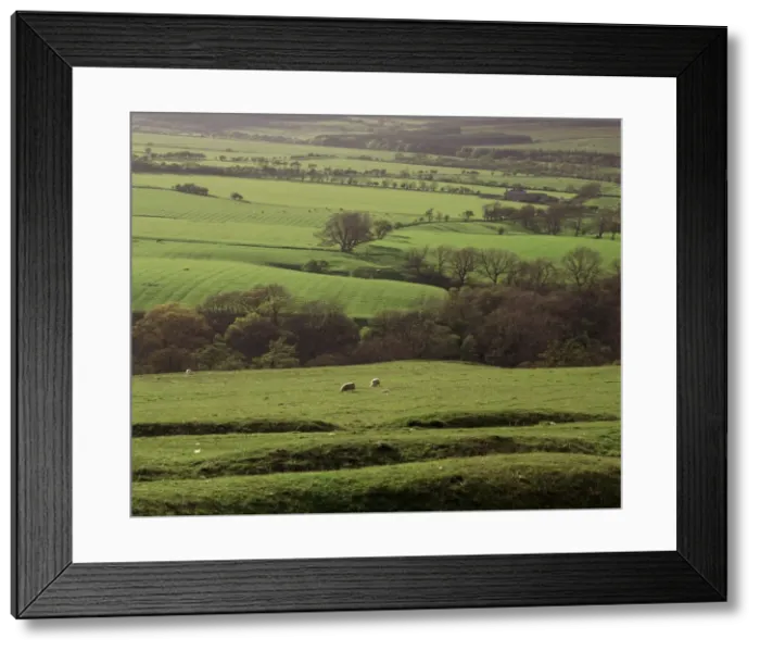 Framed Print : Fields near Rothbury, Northumberland, England, United Kingdom, Europe Framed Print : Fields near Rothbury, Northumberland, England, United Kingdom, Europe