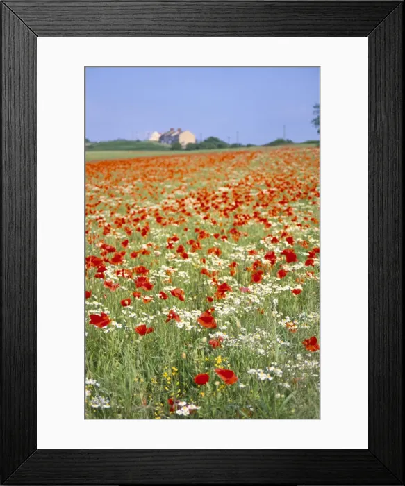 Framed Print : Common poppies (Papaver rhoeas) in field, Northumbria, England, United Kingdom, Europe Framed Print : Common poppies (Papaver rhoeas) in field, Northumbria, England, United Kingdom, Europe