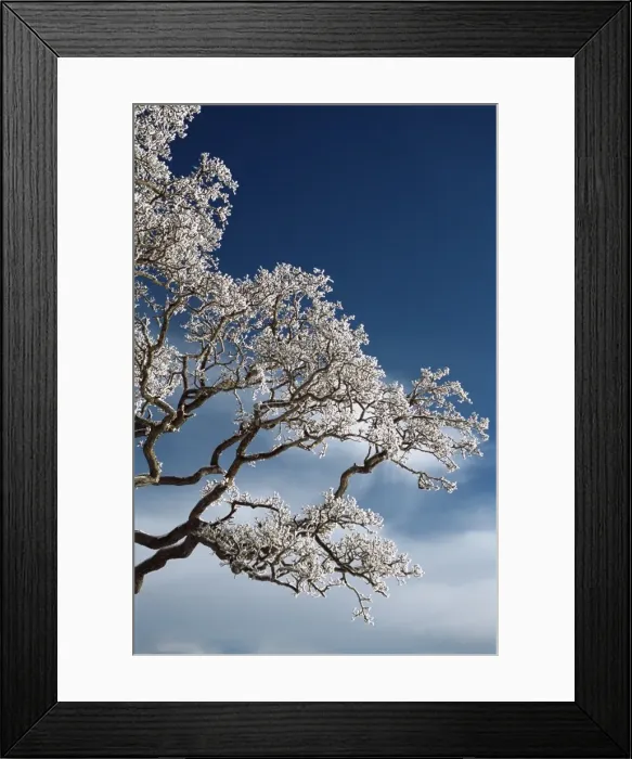 Framed Print : Snow on tree, Wallcrags, Northumbria, England, United Kingdom, Europe Framed Print : Snow on tree, Wallcrags, Northumbria, England, United Kingdom, Europe