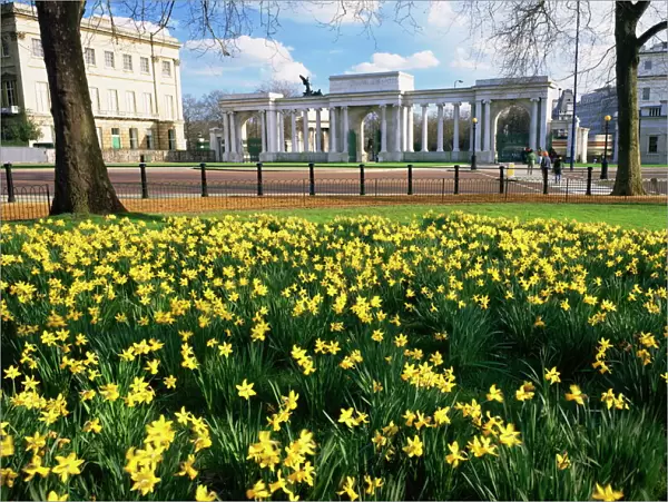 Daffodils in Hyde Park near Hyde Park Corner, London, England, United Kingdom, Europe