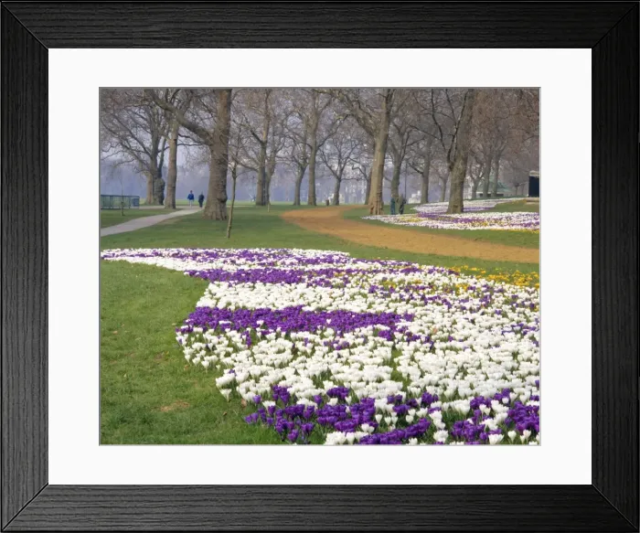 Framed Print : Crocus in flower in spring in Hyde Park, London, England, UK Framed Print : Crocus in flower in spring in Hyde Park, London, England, UK