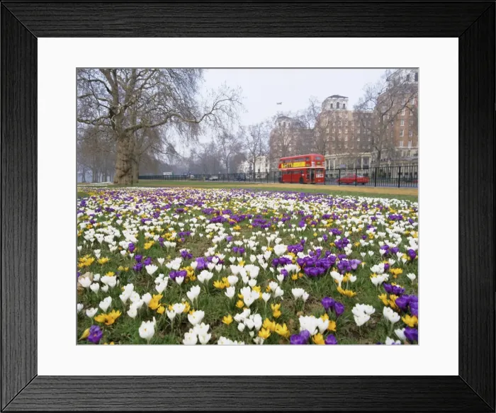 Framed Print : Crocus flowering in spring in Hyde Park, bus on Park Lane in the background Framed Print : Crocus flowering in spring in Hyde Park, bus on Park Lane in the background