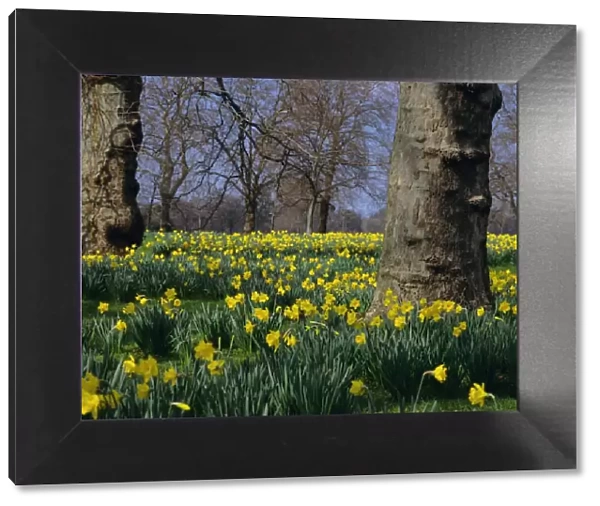 Daffodils flowering in spring in Hyde Park, London, England, UK, Europe