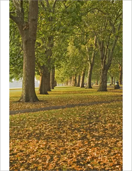 Autumn, Hyde Park, London, England, United Kingdom, Europe