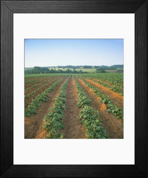Framed Print : Field of potatoes, growing on sandstone soil, Warwickshire, England, United Kingdom Framed Print : Field of potatoes, growing on sandstone soil, Warwickshire, England, United Kingdom