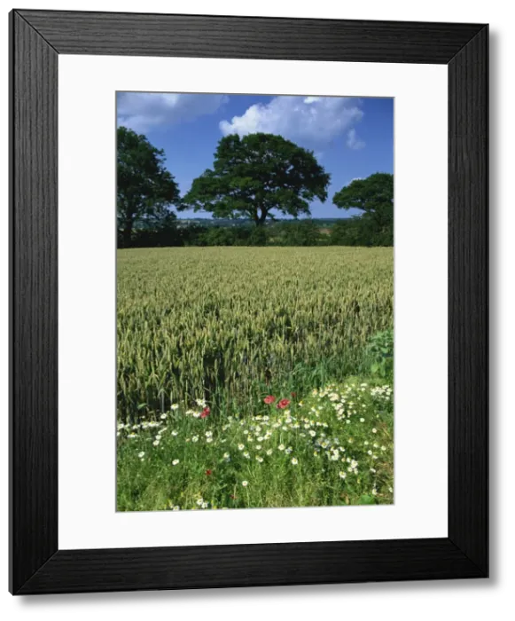 Framed Print : Wheat field with wild flowers on the edge on farmland near Warwick, Warwickshire Framed Print : Wheat field with wild flowers on the edge on farmland near Warwick, Warwickshire