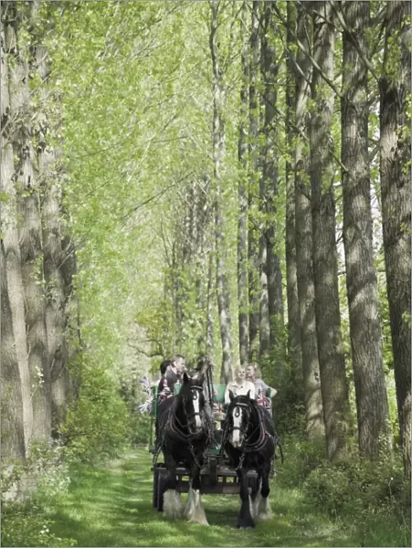 Horse and carriage carrying tourists from the childrens farm down an avenue of poplar trees in the grounds of Umberslade Hall, Tanworth in Arden, Warwickshire, England, United