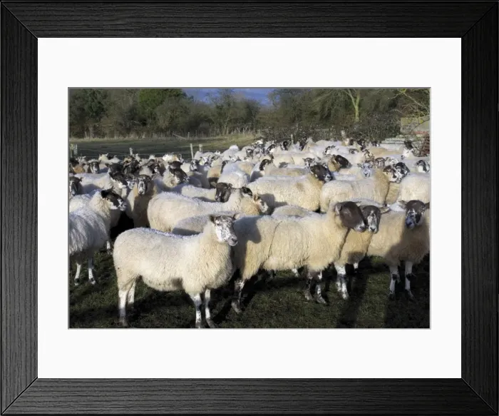 Framed Print : Flock of sheep, Welford on Avon, Warwickshire, England, United Kingdom, Europe Framed Print : Flock of sheep, Welford on Avon, Warwickshire, England, United Kingdom, Europe