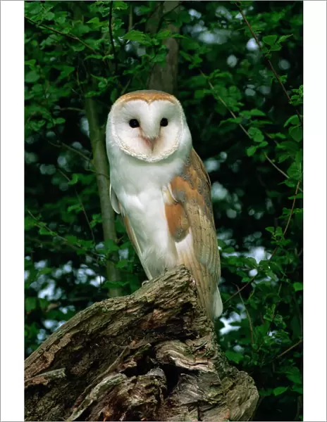 Barn owl, Warwickshire, England, United Kingdom, Europe