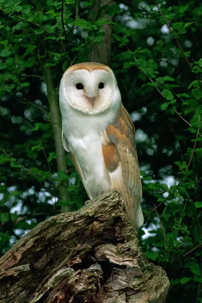 Barn owl, Warwickshire, England, United Kingdom, Europe