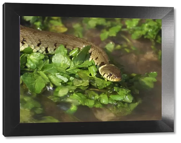 Grass snake in stream, Warwickshire, England, United Kingdom, Europe