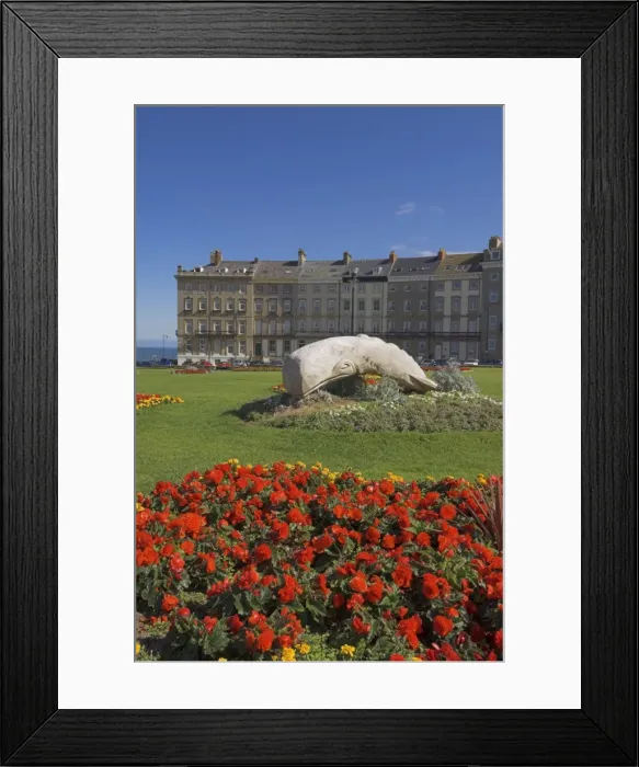 Framed Print : Flower beds at the Royal Crescent, Seafront, Whitby, North Yorkshire, Yorkshire Framed Print : Flower beds at the Royal Crescent, Seafront, Whitby, North Yorkshire, Yorkshire