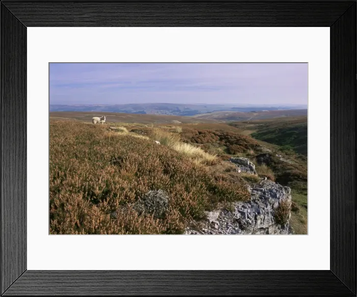 Framed Print : Heather moors, grouse habitat, Yorkshire Dales National Park, Yorkshire Framed Print : Heather moors, grouse habitat, Yorkshire Dales National Park, Yorkshire