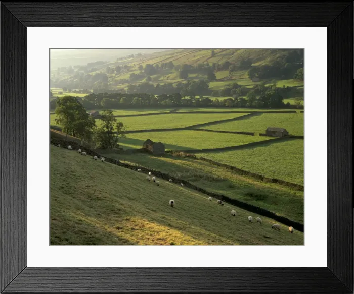 Framed Print : Walled fields and barns near Gunnister, Swaledale, Yorkshire Dales National Park Framed Print : Walled fields and barns near Gunnister, Swaledale, Yorkshire Dales National Park