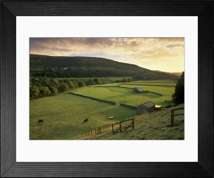 Framed Print : Walled fields and barns near Gunnister, Swaledale, Yorkshire Dales National Park Framed Print : Walled fields and barns near Gunnister, Swaledale, Yorkshire Dales National Park