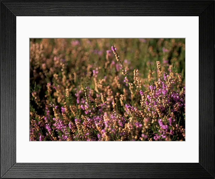 Framed Print : Heather (Calluna vulgaris) on slope of Yorkshire Dales National Park, Yorkshire Framed Print : Heather (Calluna vulgaris) on slope of Yorkshire Dales National Park, Yorkshire