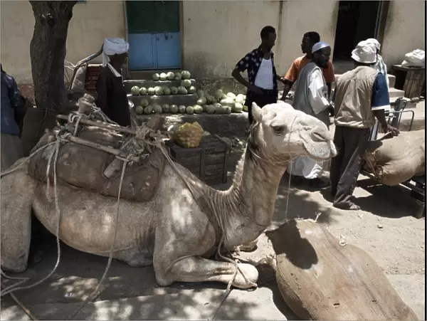 Camel relaxes after carrying watermelons to the town of Ghinda, Eritrea, Africa