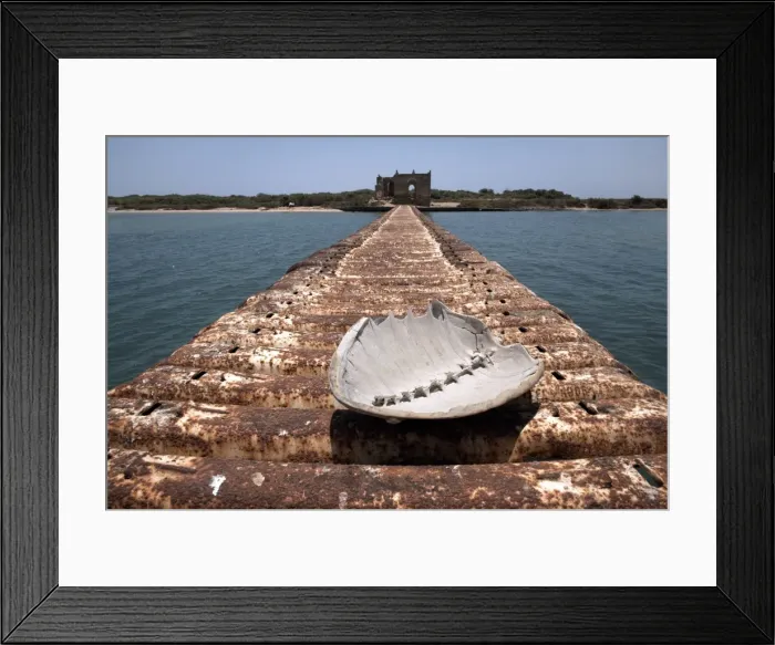 Framed Print : A turtle shell lies on a rusting jetty leading to Green Island, Massawa Framed Print : A turtle shell lies on a rusting jetty leading to Green Island, Massawa