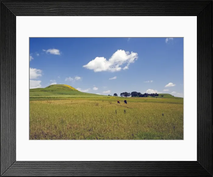 Framed Print : Fertile countryside and yellow Meskel flowers after the rains, Lush, The Ethiopian Highlands Framed Print : Fertile countryside and yellow Meskel flowers after the rains, Lush, The Ethiopian Highlands