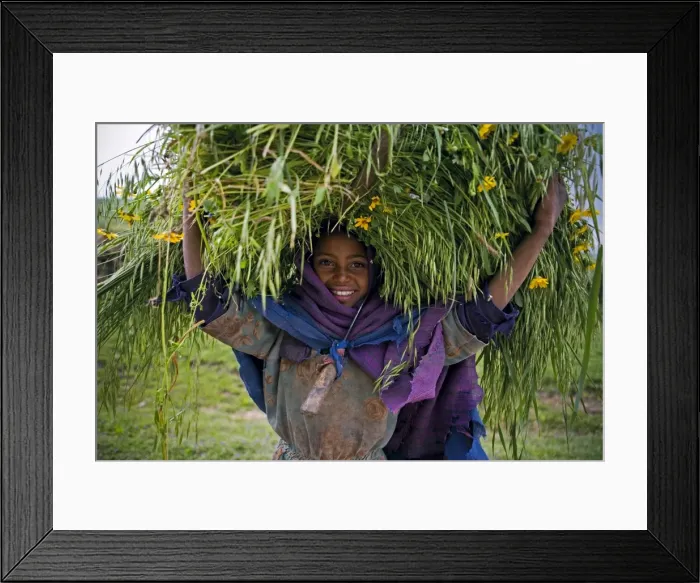 Framed Print : Portait of local girl carrying a large bundle of wheat and yellow Meskel flowers Framed Print : Portait of local girl carrying a large bundle of wheat and yellow Meskel flowers