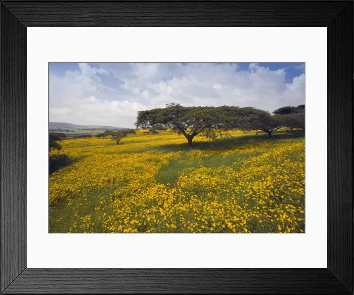 Framed Print : Acacia tree and yellow Meskel flowers in bloom after the rains, Green fertile fields Framed Print : Acacia tree and yellow Meskel flowers in bloom after the rains, Green fertile fields