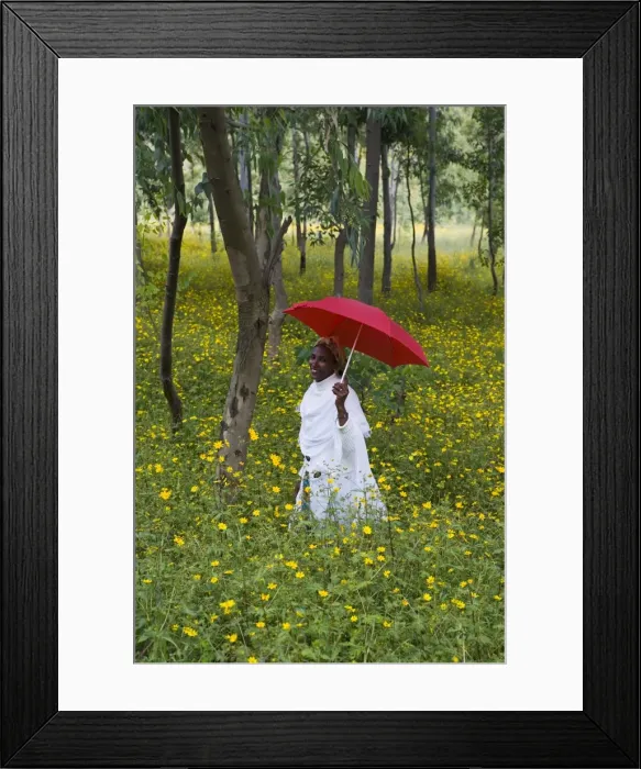 Framed Print : Ethiopian woman holding a red umbrella in a fertile green field of Eucalyptus trees Framed Print : Ethiopian woman holding a red umbrella in a fertile green field of Eucalyptus trees