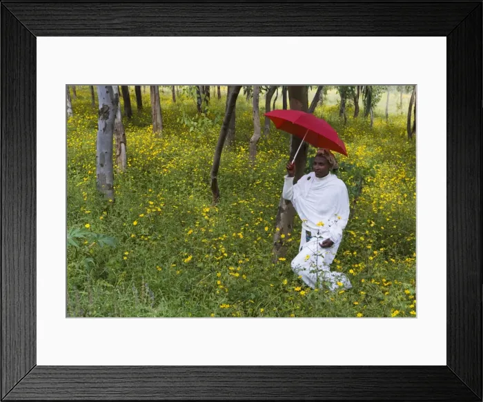 Framed Print : Ethiopian woman holding a red umbrella in a fertile green field of Eucalyptus trees Framed Print : Ethiopian woman holding a red umbrella in a fertile green field of Eucalyptus trees