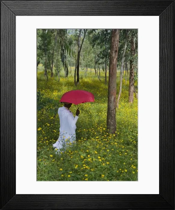 Framed Print : Ethiopian woman holding a red umbrella in a fertile green field of Eucalyptus trees Framed Print : Ethiopian woman holding a red umbrella in a fertile green field of Eucalyptus trees