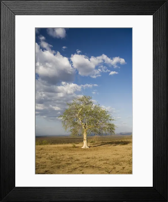 Framed Print : Lone tree in the landscape near the Omo river in southern Ethiopia, Ethiopia, Africa Framed Print : Lone tree in the landscape near the Omo river in southern Ethiopia, Ethiopia, Africa