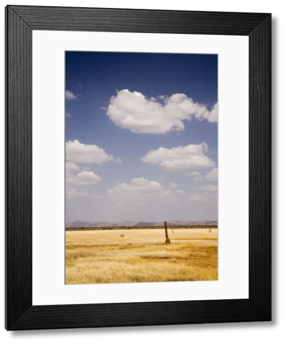 Framed Print : Typical landscape with termite mounds, Lower Omo Valley, Ethiopia, Africa Framed Print : Typical landscape with termite mounds, Lower Omo Valley, Ethiopia, Africa