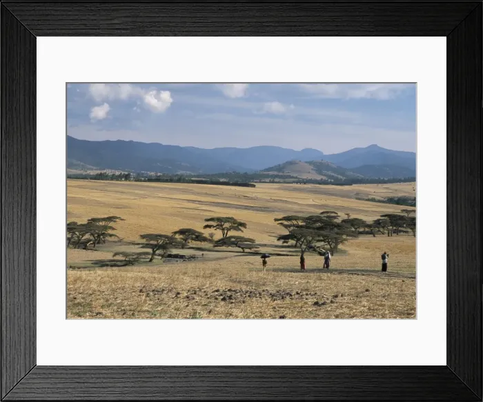 Framed Print : Acacia trees on high grasslands in front of Bale Mountains, Southern Highlands Framed Print : Acacia trees on high grasslands in front of Bale Mountains, Southern Highlands