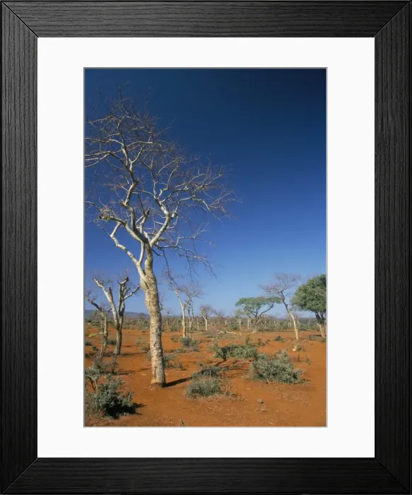 Framed Print : Acacia trees on red soils, near Goba, Southern Highlands, Ethiopia, Africa Framed Print : Acacia trees on red soils, near Goba, Southern Highlands, Ethiopia, Africa