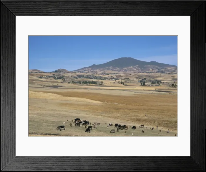 Framed Print : Montane grasslands with cattle grazing in front of Bale Mountains, Southern Highlands Framed Print : Montane grasslands with cattle grazing in front of Bale Mountains, Southern Highlands