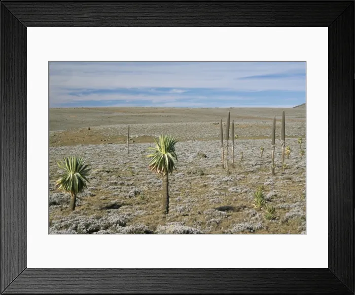 Framed Print : Giant lobelias on Sanetti Plateau, high in Bale Mountains, Southern Highlands Framed Print : Giant lobelias on Sanetti Plateau, high in Bale Mountains, Southern Highlands
