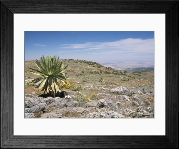 Framed Print : A single giant lobelia, Bale Mountains, Southern Highlands, Ethiopia, Africa Framed Print : A single giant lobelia, Bale Mountains, Southern Highlands, Ethiopia, Africa