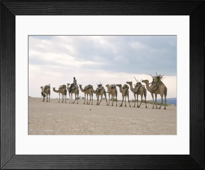 Framed Print : Camel train led by Afar nomad in very hot and dry desert, Danakil Depression Framed Print : Camel train led by Afar nomad in very hot and dry desert, Danakil Depression