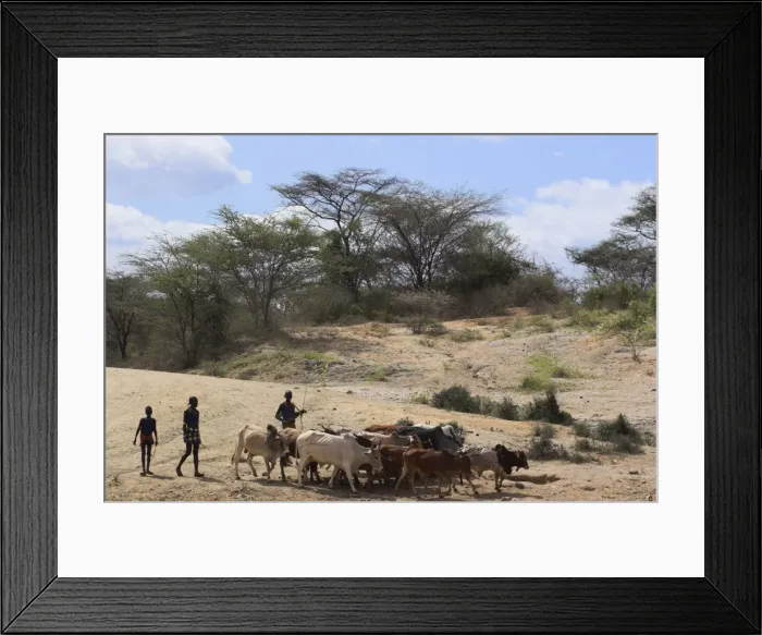 Framed Print : Hamer men with cattle, Turmi, Lower Omo valley, Ethiopia, Africa Framed Print : Hamer men with cattle, Turmi, Lower Omo valley, Ethiopia, Africa