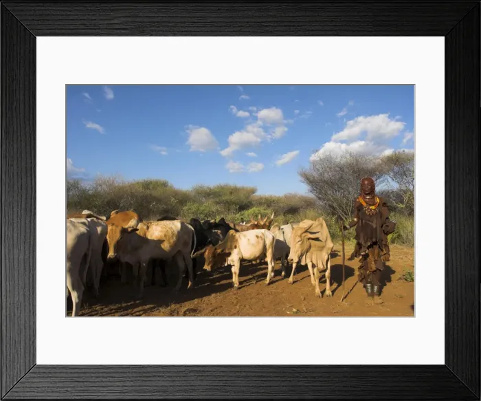 Framed Print : Ritual dancing round cows and bulls before the initiate jumps, Jumping of the Bulls initiation ceremony of the Hamer (Hamar) people, Turmi, Lower Omo Valley Framed Print : Ritual dancing round cows and bulls before the initiate jumps, Jumping of the Bulls initiation ceremony of the Hamer (Hamar) people, Turmi, Lower Omo Valley