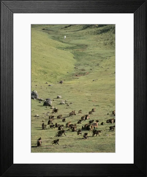 Framed Print : Gelada baboons, Simien Mountains National Park Framed Print : Gelada baboons, Simien Mountains National Park