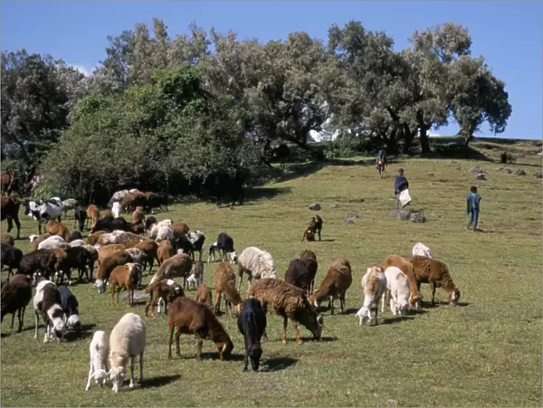 Children tending goats near Sankaber, Simien Mountain National Park, Ethiopia, Africa