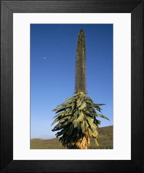 Framed Print : Giant lobelia, Simien Mountains National Park, UNESCO World Heritage Site Framed Print : Giant lobelia, Simien Mountains National Park, UNESCO World Heritage Site