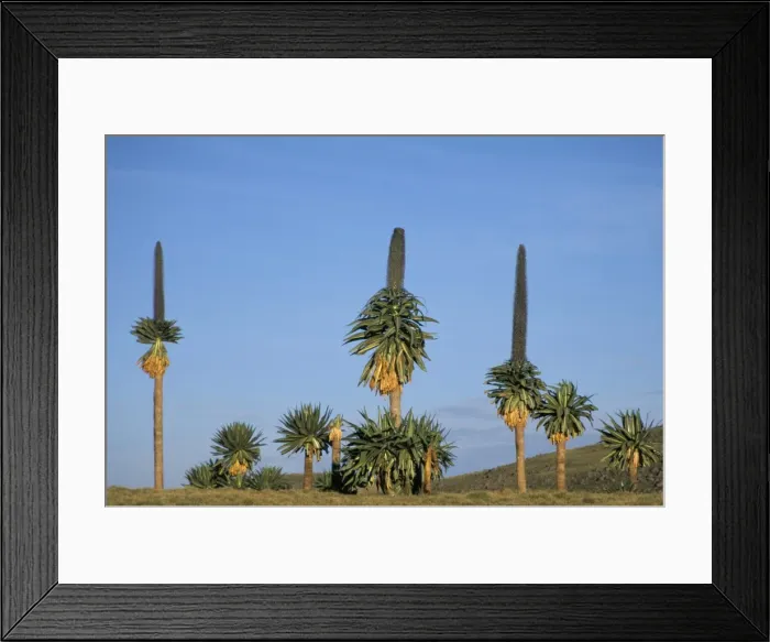 Framed Print : Giant lobelia, Simien Mountains National Park, UNESCO World Heritage Site Framed Print : Giant lobelia, Simien Mountains National Park, UNESCO World Heritage Site