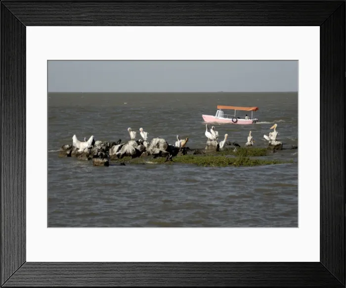 Framed Print : Pelicans, Lake Tana, Ethiopia, Africa Framed Print : Pelicans, Lake Tana, Ethiopia, Africa