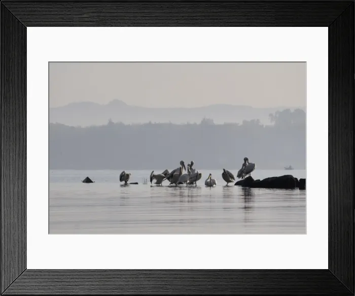 Framed Print : Pelicans, Lake Tana, Ethiopia, Africa Framed Print : Pelicans, Lake Tana, Ethiopia, Africa