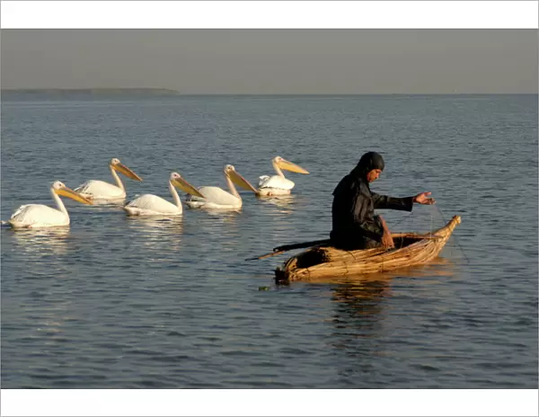 Papyrus boat, fisherman, pelicans, Lake Tana, Ethiopia, Africa