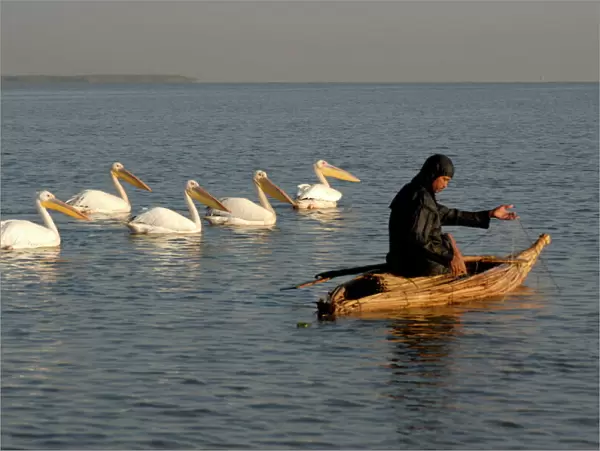 Papyrus boat, fisherman, pelicans, Lake Tana, Ethiopia, Africa