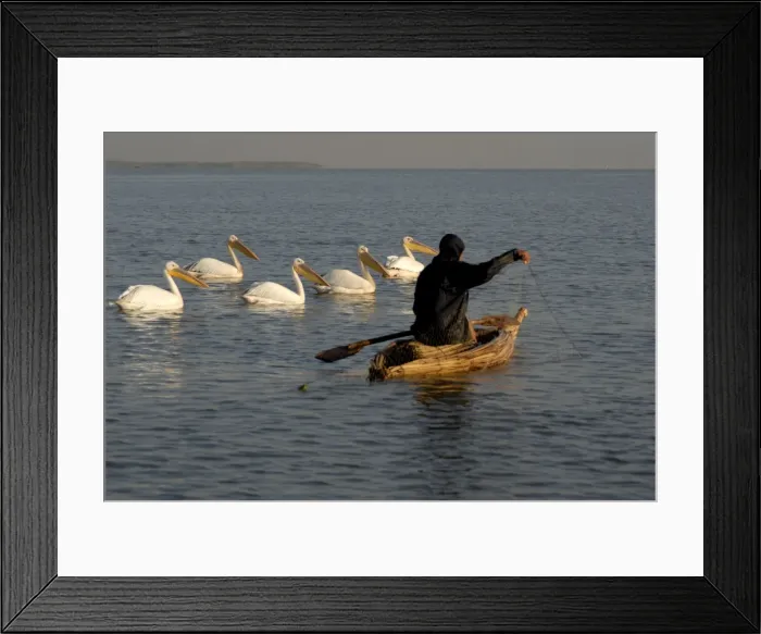 Framed Print : Papyrus boat, fisherman, pelicans, Lake Tana, Ethiopia, Africa Framed Print : Papyrus boat, fisherman, pelicans, Lake Tana, Ethiopia, Africa