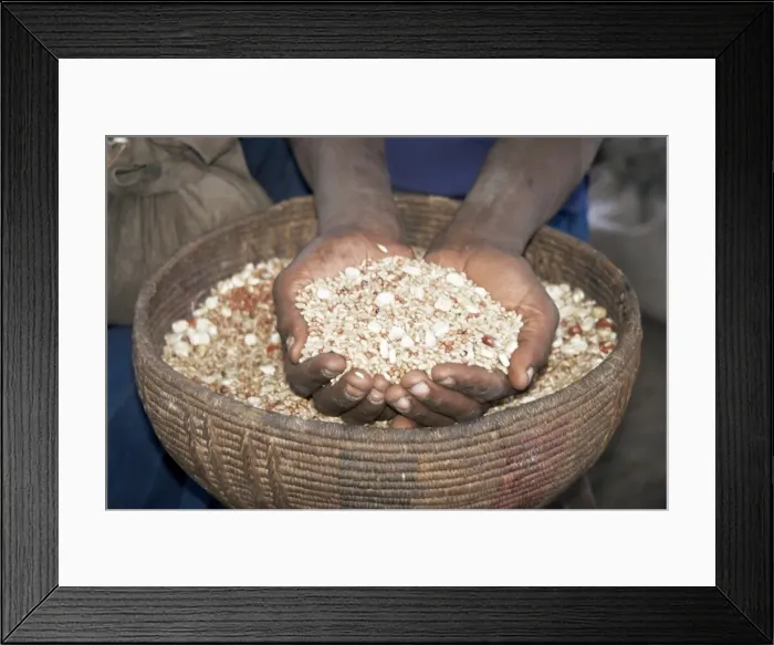 Framed Print : Woman holding handfuls of grain, Soddo, Ethiopia, Africa Framed Print : Woman holding handfuls of grain, Soddo, Ethiopia, Africa