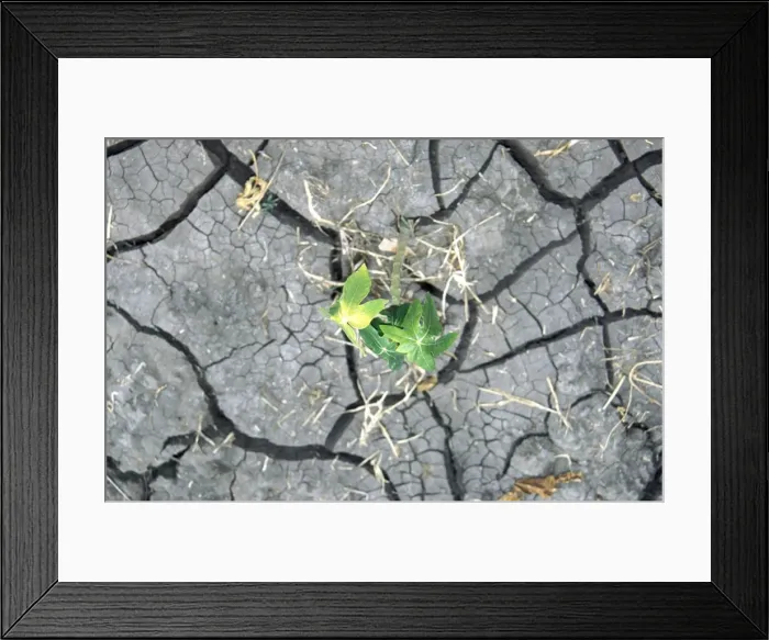 Framed Print : Papaya plant in sunbaked soil, Sekota, Ethiopia, Africa Framed Print : Papaya plant in sunbaked soil, Sekota, Ethiopia, Africa